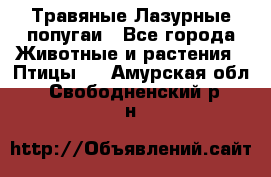 Травяные Лазурные попугаи - Все города Животные и растения » Птицы   . Амурская обл.,Свободненский р-н